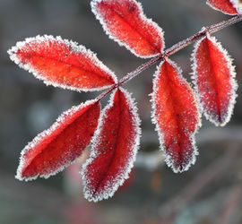 Počasí ovlivňuje bolest kloubů; změna klimatu (ne)pomůže